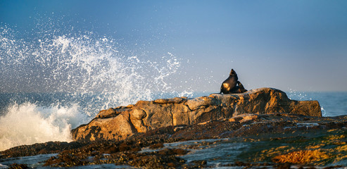 Obraz na płótnie Canvas Cape fur seal lay on rocks. Scientific name: Arctocephalus pusillus pusillus. Waves crash along the stone coast with splashes. South Africa. Seal Island in False Bay.