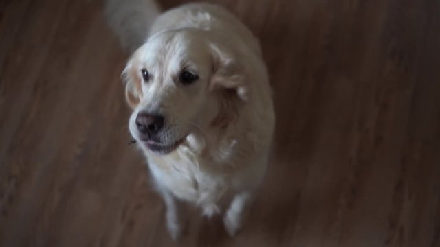 funny slow-motion video - dog golden retriever catches food at home. Slow motion, high speed camera