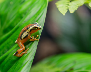 Orange frog