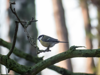 Coal tit on the snowy tree.