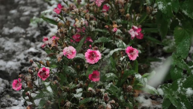 Blossom carnations over snow