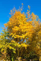 Autumn landscape. Golden leaves on blue sky background