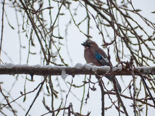 Eurasian jay on the snowy tree. Garrulus glandarius on tree.