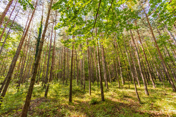 green forest background 