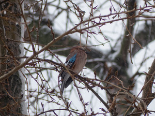 Eurasian jay on the snowy tree. Garrulus glandarius on tree.