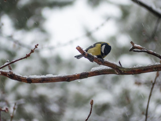 Coal tit on the tree. Periparus ater on tree.
