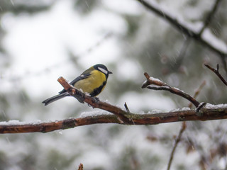 Coal tit on the tree. Periparus ater on tree.