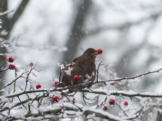 Blackbird on the snowy tree. Thrush on snowy tree.