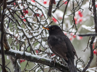 Blackbird on the snowy tree. Thrush on snowy tree.