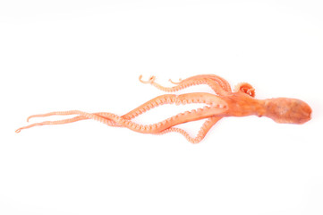 Octopus on a white background