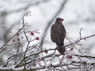 Blackbird on the snowy tree. Thrush on snowy tree.