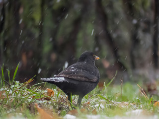 Blackbird on the ground. It is snowing in background.