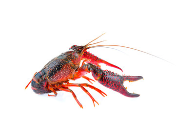 Lobster on a white background