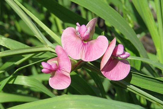 Pink lathyrus flowers in the meadow, closeup view