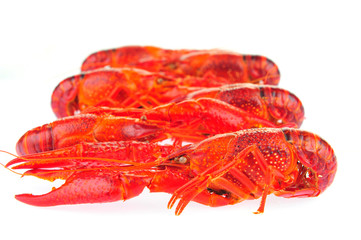 Lobster on a white background