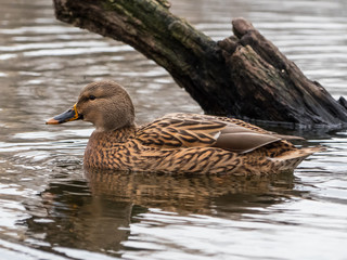 Mallard on the lake. Wild duck on the water.