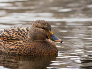 Mallard on the lake. Wild duck on the water.