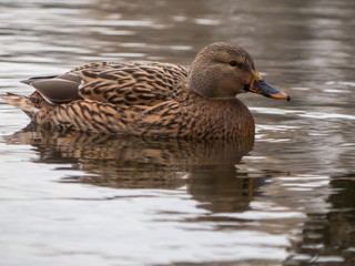 Mallard on the lake. Wild duck on the water.