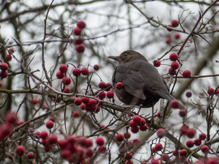 Thrush on a tree with red berries. Blackbird on a tree.