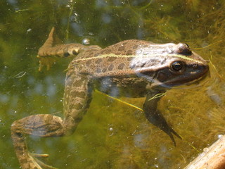 frog, amphibian, water, nature, animal, toad, green, pond