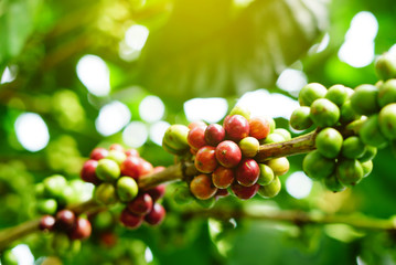 Robusta coffee berries farm.