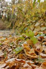 Autumn leaves on the ground