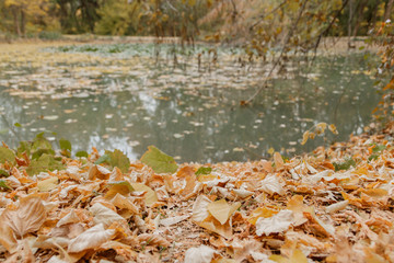 Pond in the forest, autumn