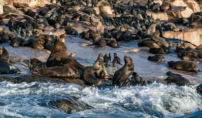 African Penguins on Seal Island. Seals colony on the background. African penguin, Spheniscus demersus, also known as the jackass penguin and black-footed penguin. False Bay. South Africa.