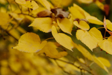 Golden, yellow leaves