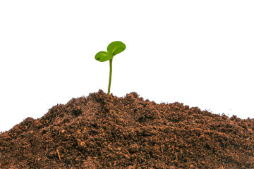 New green sprout