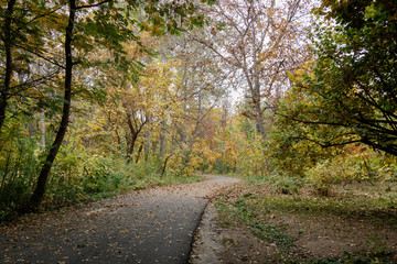 Fototapeta na wymiar Trees in the autumn forest, road