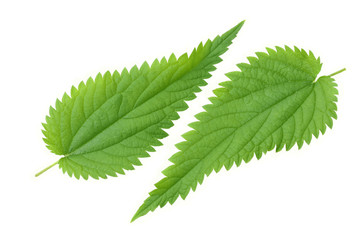 nettle leaf isolated on white background. medical herbs.
