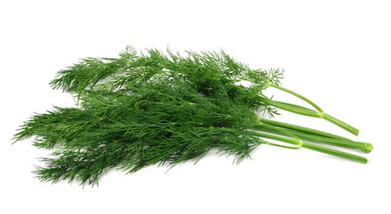 bunch fresh green dill isolated on white background