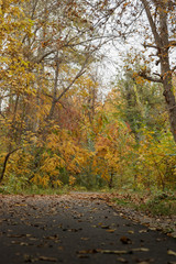 Trees in the autumn forest