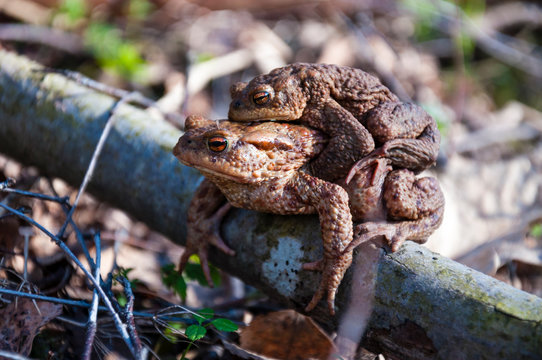 The pairing of common toads