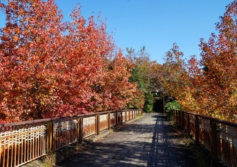 Naklejka premium 紅葉