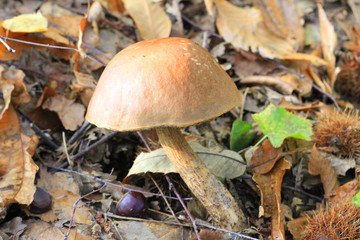 edible porcino mushroom in the forest