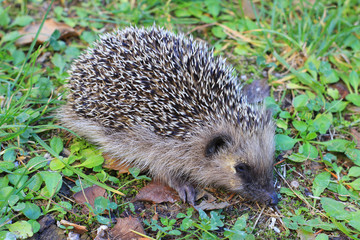 hedgehog in the grass
