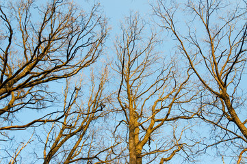 Deciduous trees in early spring from bellow