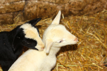 Fototapeta premium little lambs in the stable