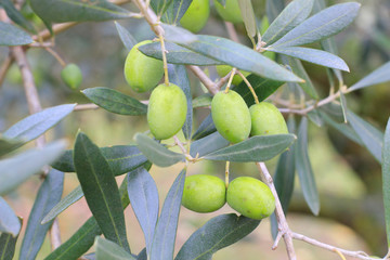 olives on the branches in the autumn