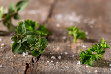 Thyme and curly parsley with salt on wood rustic background