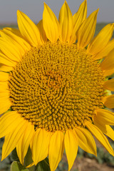 Sunflower Flower Blossom. Sun flower Field during sunset hour. Insects feed on nectar on a flower.