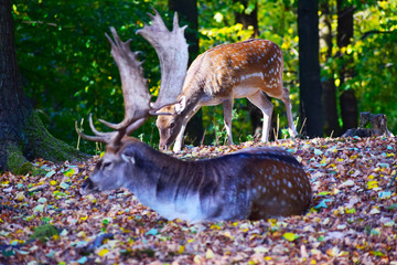 fallow deer in the forest
