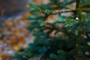 green fir-tree branches close-up
