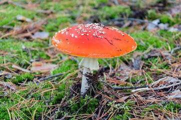Amanita with a red cap