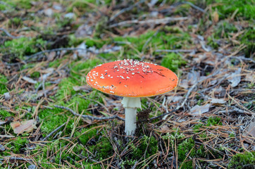 Amanita with a red cap