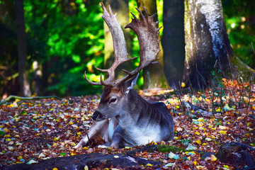 deer in the forest