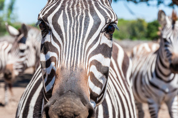 Fototapeta na wymiar Eye of Zebra close-up