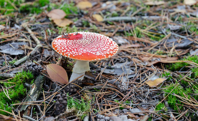 Amanita with a red cap